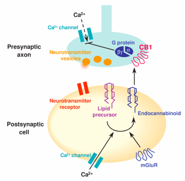 CBD_Schematic