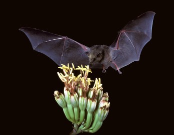 Choeronycteris_mexicana,_Mexican_long-tongued_bat_(7371567444)