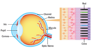 retina