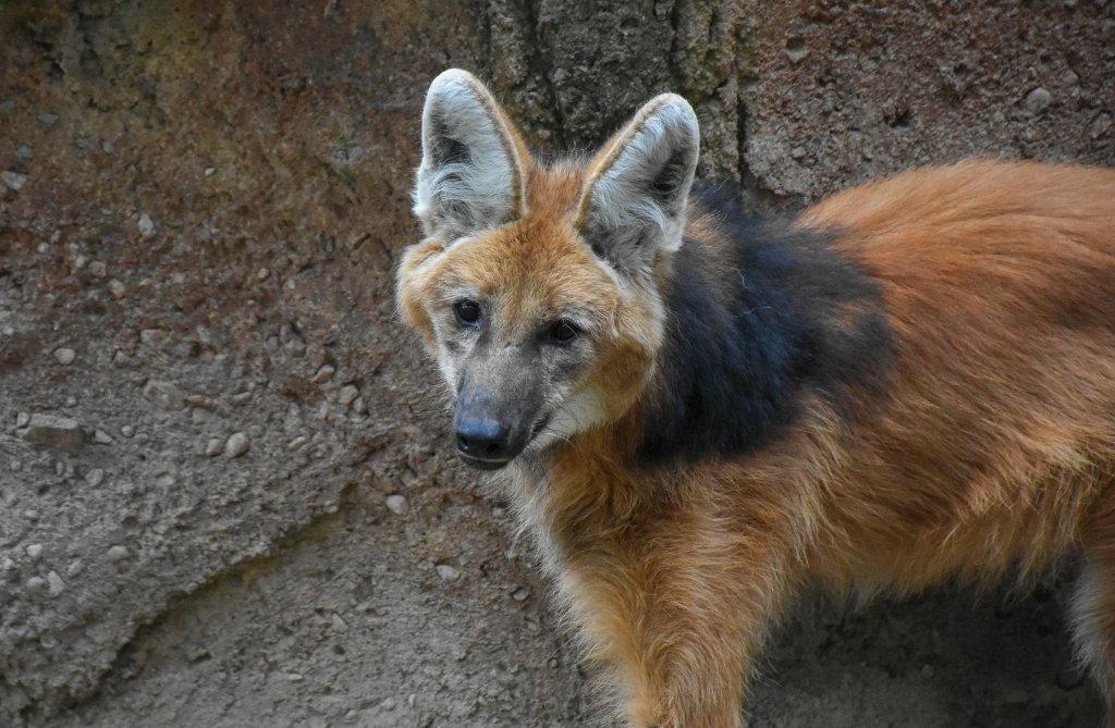 Maned wolf. [2]